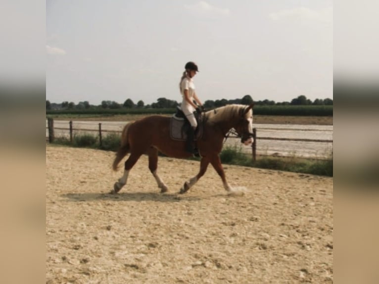 Polacco da Tiro Giumenta 6 Anni 160 cm Sauro in Nettetal