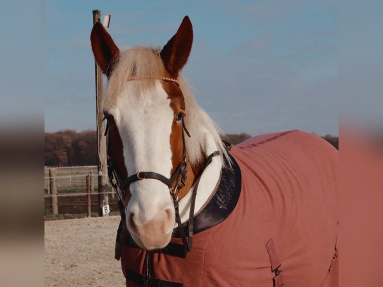 Polacco da Tiro Giumenta 6 Anni 160 cm Sauro in Nettetal