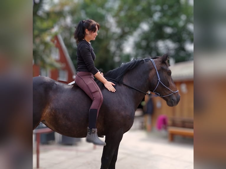 Polacco da Tiro Giumenta 6 Anni 162 cm Baio in Eggermühlen