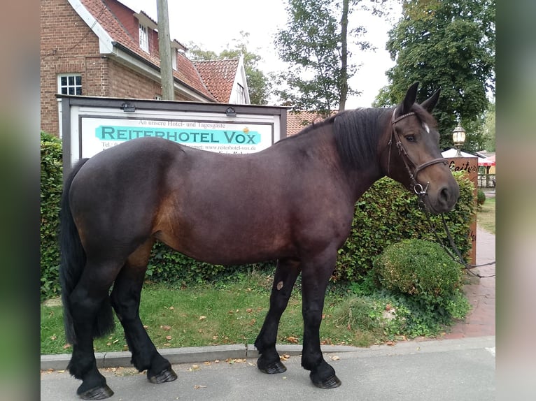 Polacco da Tiro Giumenta 6 Anni 162 cm Baio in Eggermühlen