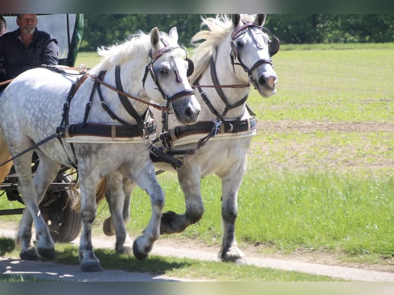 Polacco da Tiro Mix Giumenta 6 Anni 162 cm Grigio in Jarmen