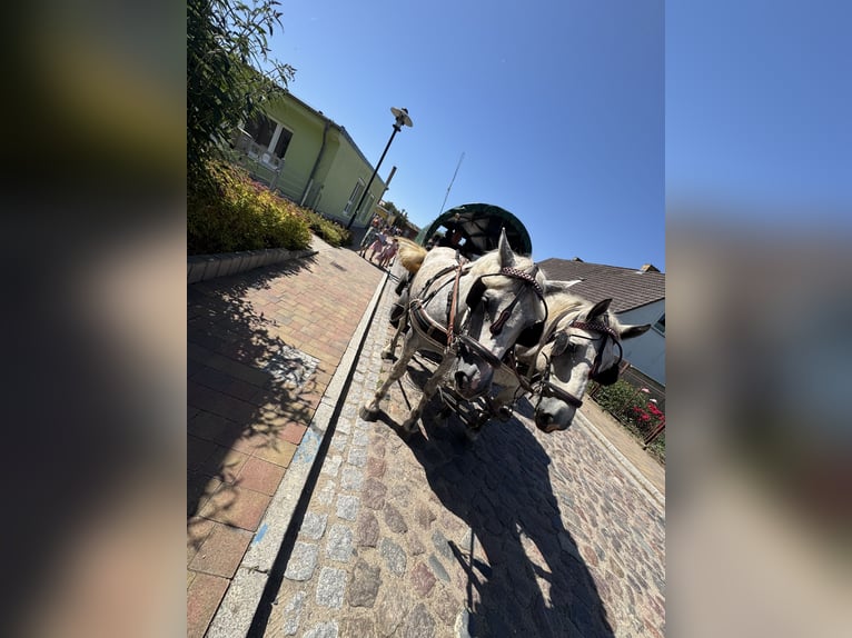 Polacco da Tiro Mix Giumenta 6 Anni 162 cm Grigio in Jarmen