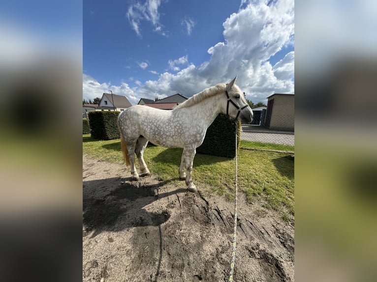 Polacco da Tiro Mix Giumenta 6 Anni 162 cm Grigio in Jarmen