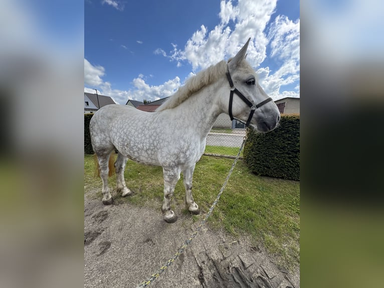 Polacco da Tiro Mix Giumenta 6 Anni 162 cm Grigio in Jarmen