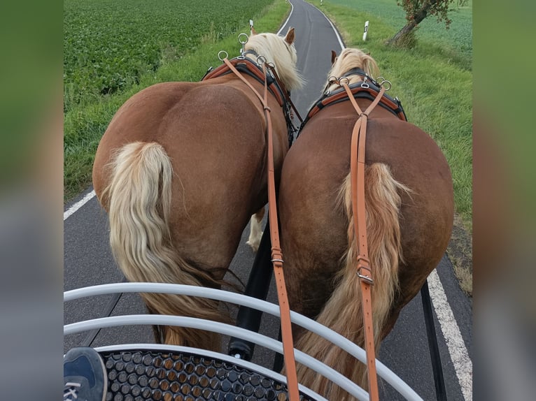 Polacco da Tiro Giumenta 6 Anni 163 cm Sauro in Burkau