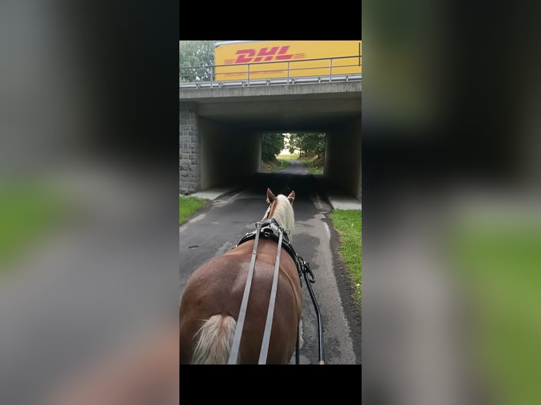 Polacco da Tiro Giumenta 6 Anni 163 cm Sauro in Burkau