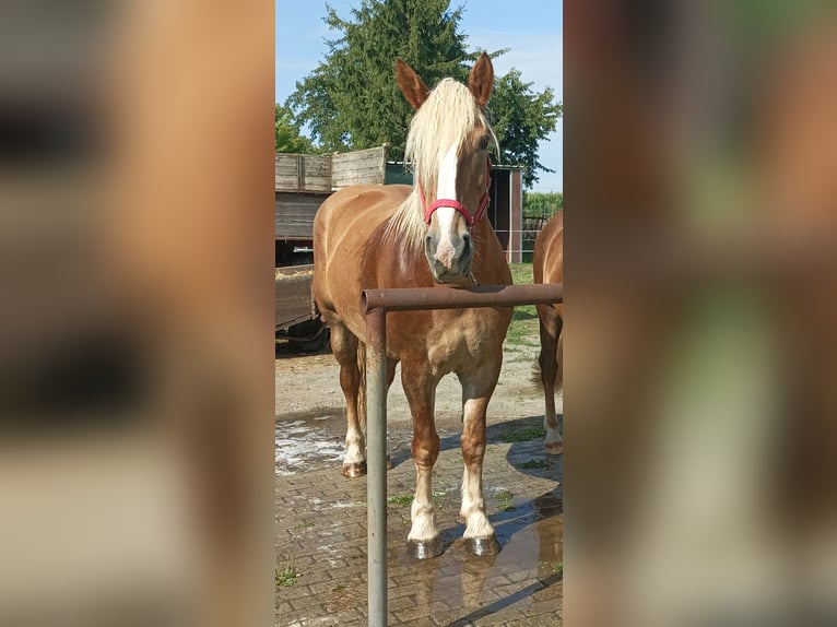 Polacco da Tiro Giumenta 6 Anni 163 cm Sauro in Burkau