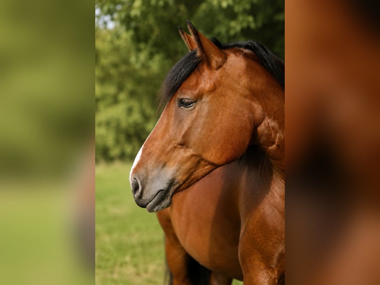 Polacco da Tiro Giumenta 6 Anni 165 cm Baio in Rodersdorf