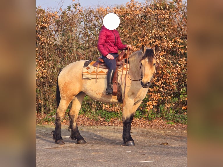 Polacco da Tiro Giumenta 6 Anni 165 cm Falbo in Someren