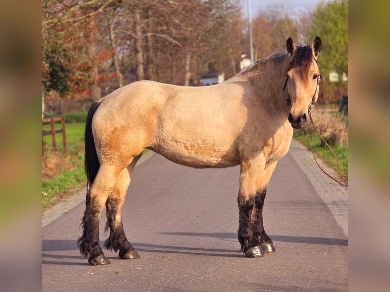 Polacco da Tiro Giumenta 6 Anni 165 cm Falbo in Someren