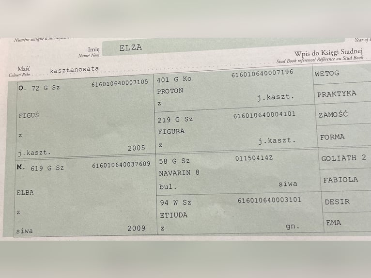 Polacco da Tiro Giumenta 6 Anni 165 cm Sauro in GleichenGleichen