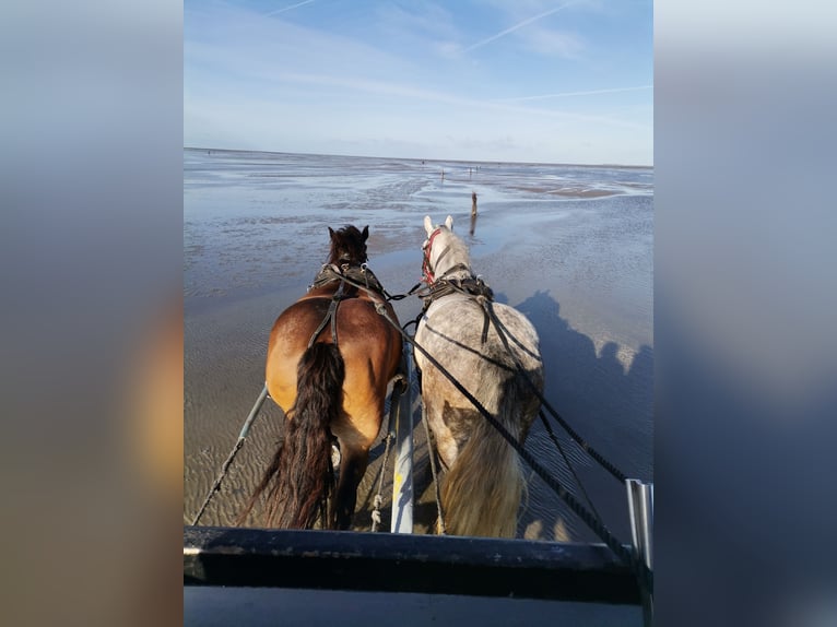 Polacco da Tiro Giumenta 7 Anni 159 cm Grigio in Cuxhaven