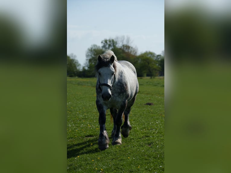 Polacco da Tiro Giumenta 7 Anni 159 cm Grigio in Cuxhaven