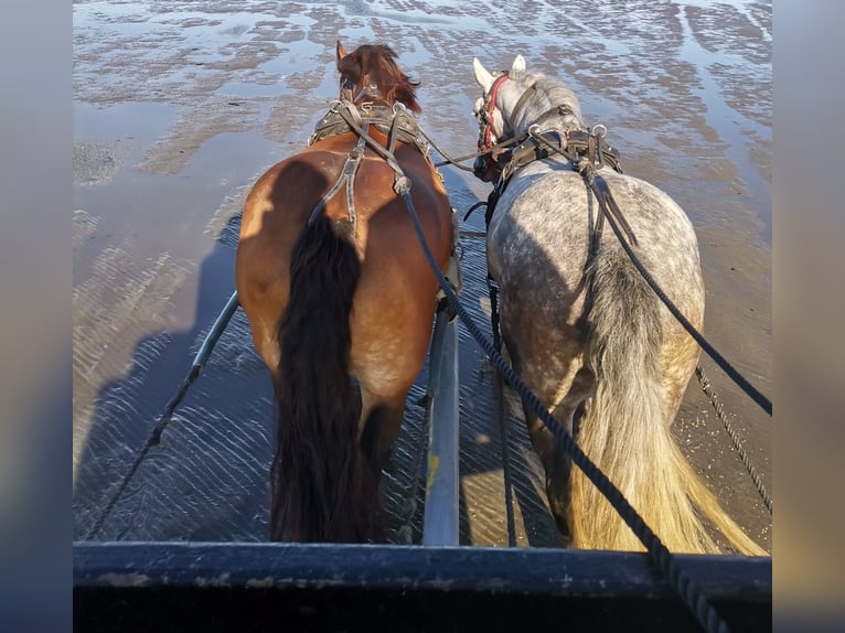 Polacco da Tiro Giumenta 7 Anni 159 cm Grigio in Cuxhaven