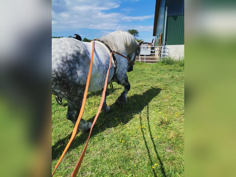 Polacco da Tiro Giumenta 7 Anni 159 cm Grigio in Cuxhaven