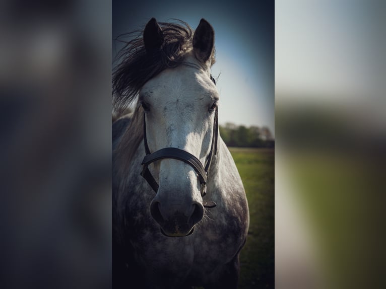 Polacco da Tiro Giumenta 7 Anni 159 cm Grigio in Cuxhaven