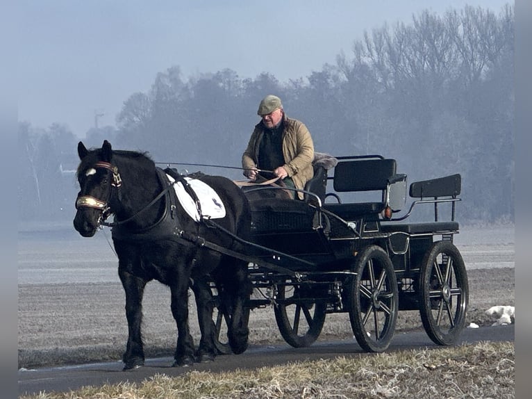 Polacco da Tiro Giumenta 7 Anni 160 cm Morello in Riedlingen