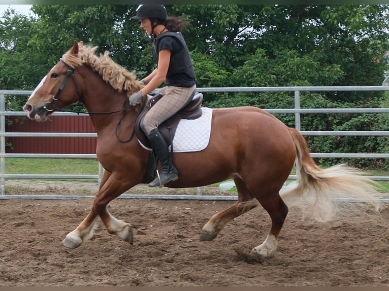 Polacco da Tiro Giumenta 7 Anni 160 cm Sauro scuro in Buttstädt