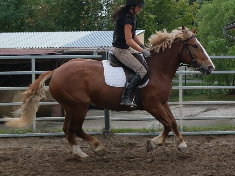 Polacco da Tiro Giumenta 7 Anni 160 cm Sauro scuro in Buttstädt