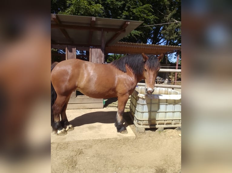 Polacco da Tiro Giumenta 7 Anni 162 cm  in Bremerhaven