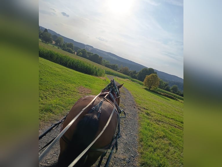 Polacco da Tiro Giumenta 7 Anni 163 cm Baio in Stammbach