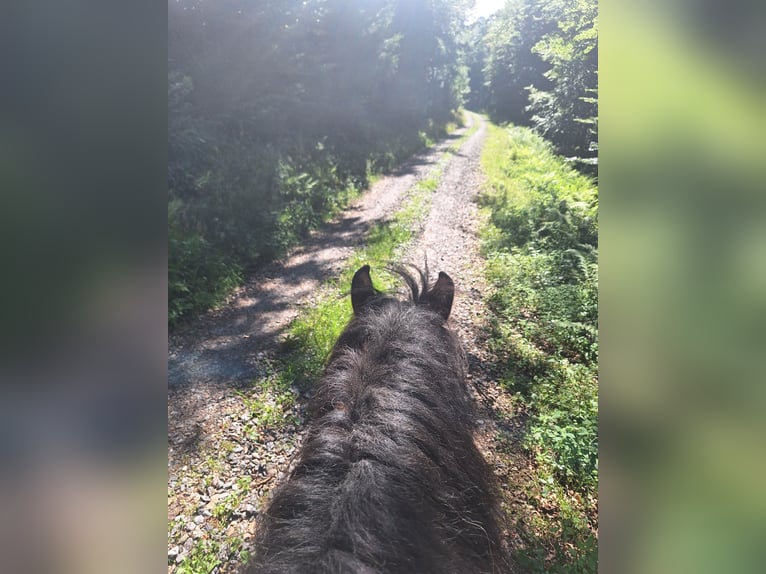 Polacco da Tiro Giumenta 7 Anni 165 cm Baio in Todtnau