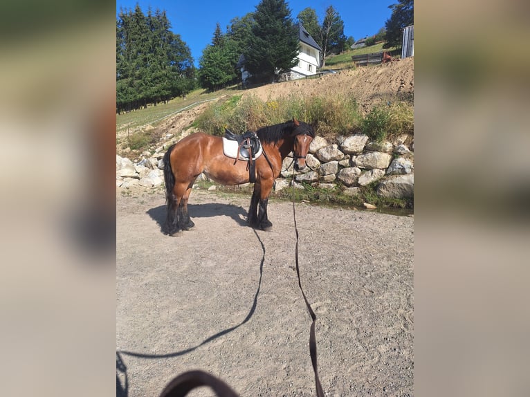 Polacco da Tiro Giumenta 7 Anni 165 cm Baio in Todtnau
