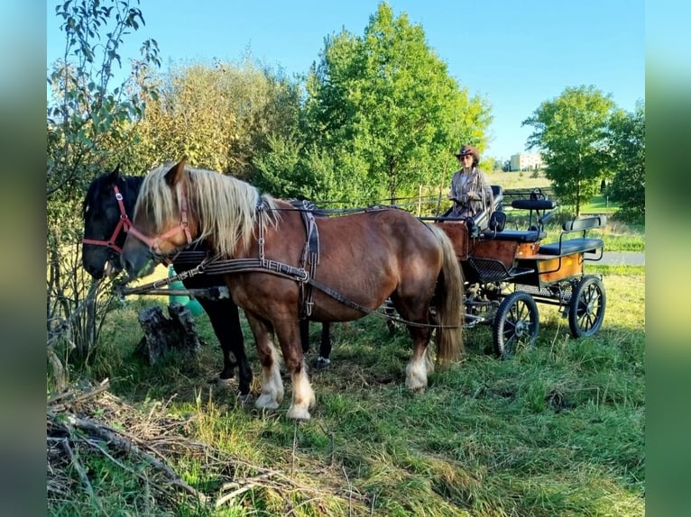 Polacco da Tiro Giumenta 7 Anni 165 cm Sauro in FORST