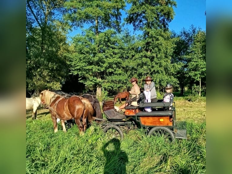Polacco da Tiro Giumenta 7 Anni 166 cm Sauro in Forst