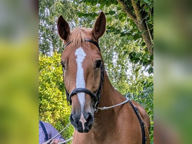 Polacco da Tiro Giumenta 7 Anni 166 cm Sauro in Willebadessen