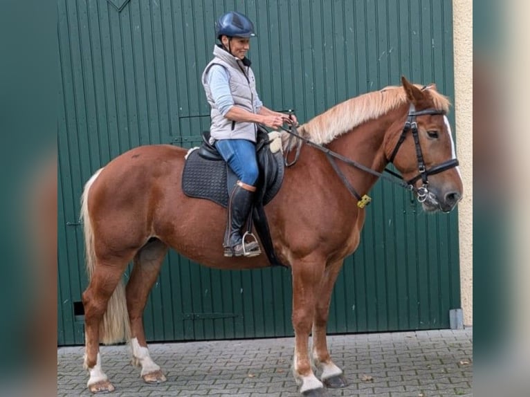 Polacco da Tiro Giumenta 7 Anni 166 cm Sauro in Willebadessen