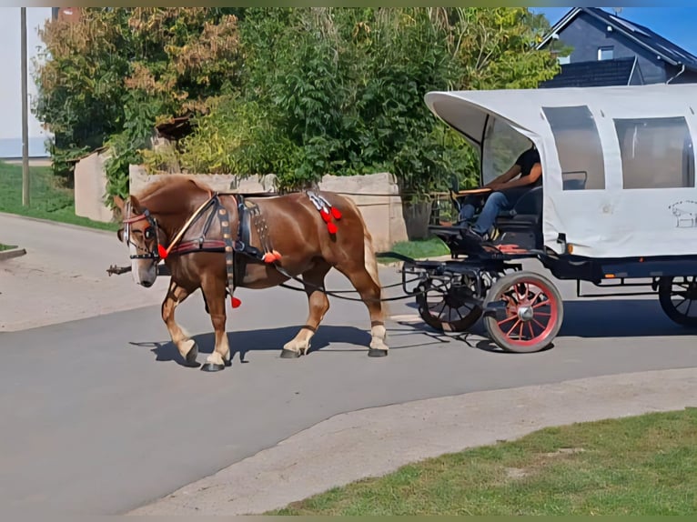 Polacco da Tiro Giumenta 7 Anni 168 cm Sauro in Aschersleben