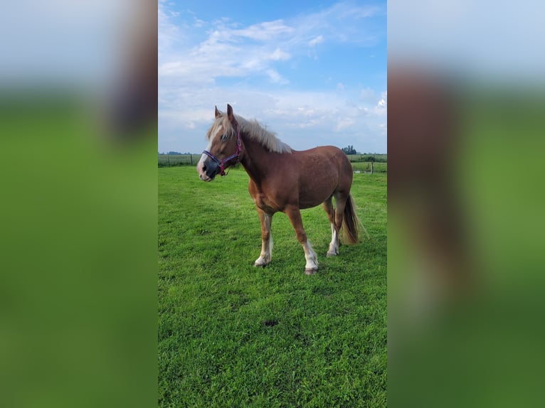 Polacco da Tiro Giumenta 8 Anni 155 cm Sauro in T&#xF6;nning