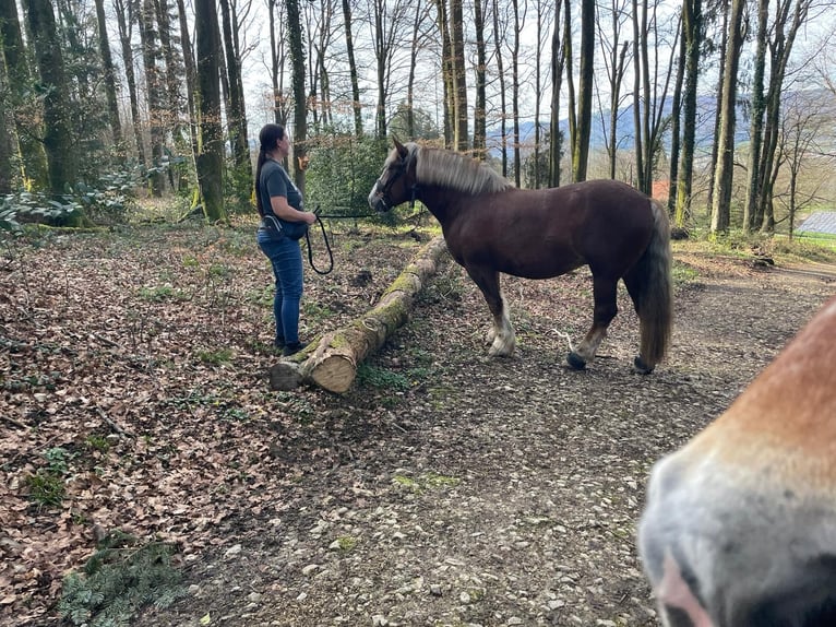 Polacco da Tiro Giumenta 8 Anni 160 cm Baio ciliegia in Däniken SO