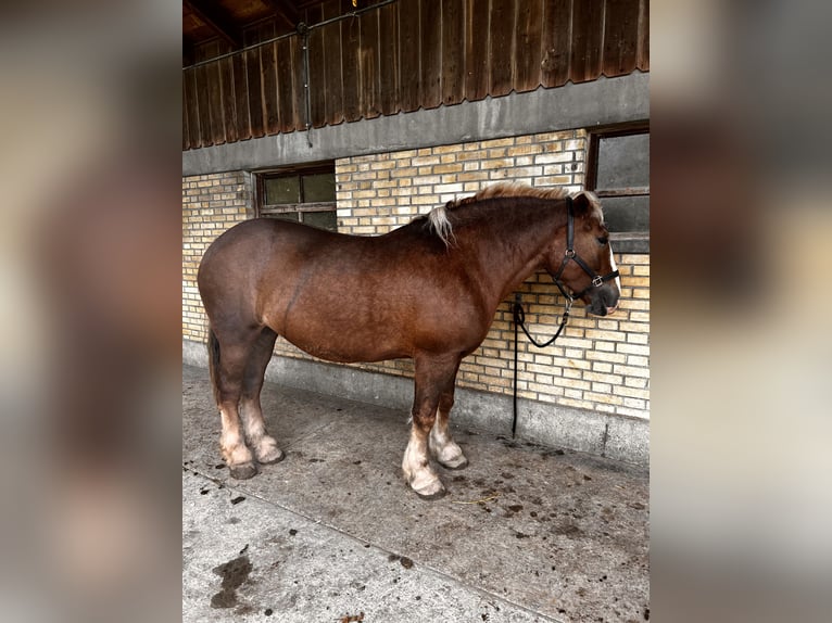 Polacco da Tiro Giumenta 8 Anni 160 cm Baio ciliegia in Däniken SO