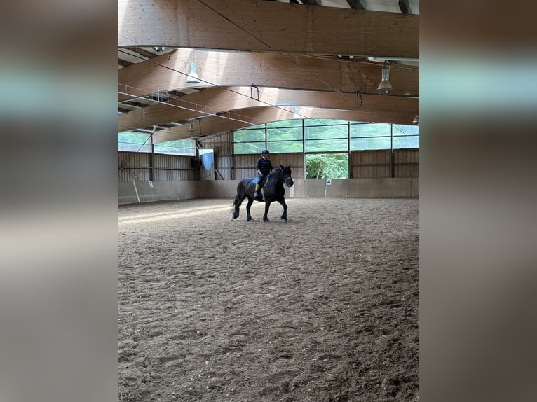 Polacco da Tiro Giumenta 8 Anni 165 cm Morello in F&#xFC;rstenfeldbruck