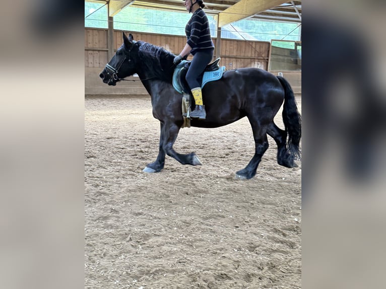 Polacco da Tiro Giumenta 8 Anni 165 cm Morello in F&#xFC;rstenfeldbruck