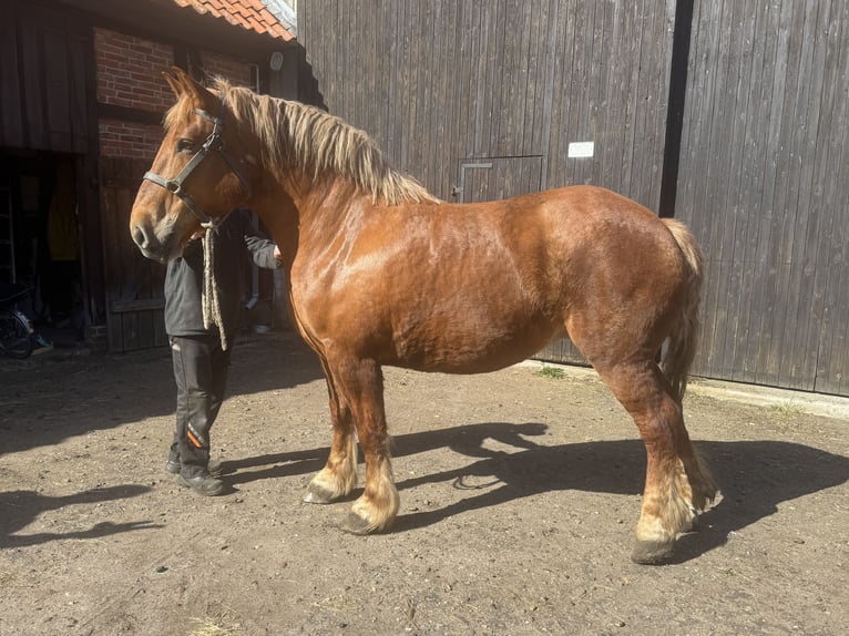 Polacco da Tiro Giumenta 8 Anni 165 cm Sauro in Winsen (Aller)