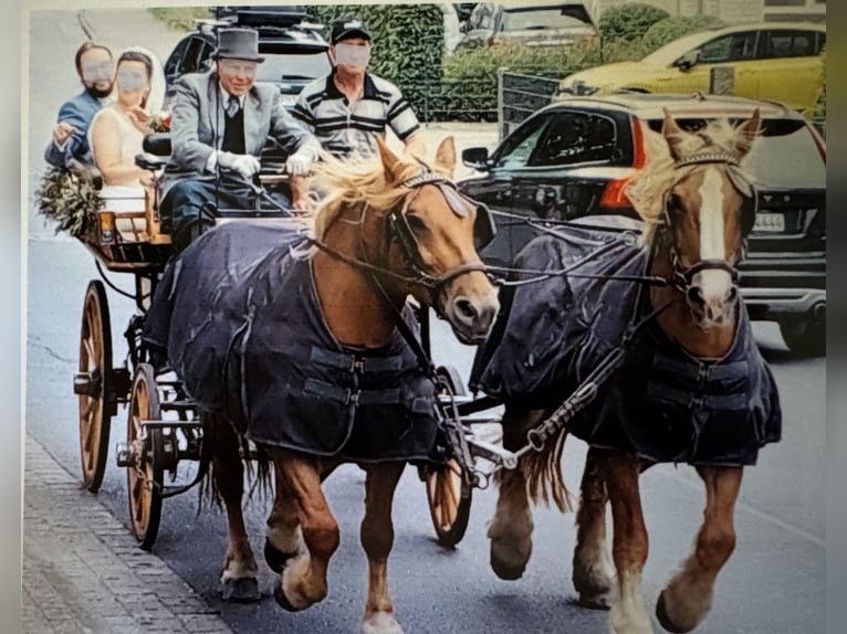 Polacco da Tiro Giumenta 8 Anni 165 cm Sauro in Winsen (Aller)
