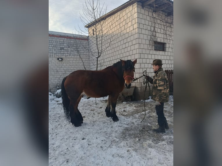 Polacco da Tiro Giumenta 8 Anni 170 cm Baio in Dąbrówka