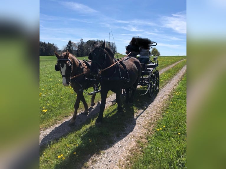 Polacco da Tiro Giumenta 9 Anni 153 cm Morello in Neuweiler