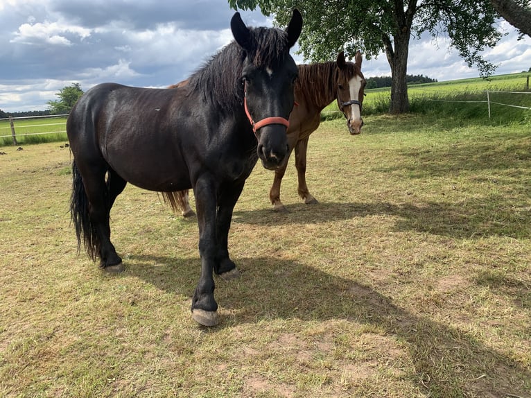 Polacco da Tiro Giumenta 9 Anni 153 cm Morello in Neuweiler