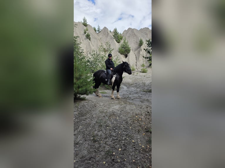 Polacco da Tiro Mix Giumenta 9 Anni 155 cm Pezzato in Nentershausen