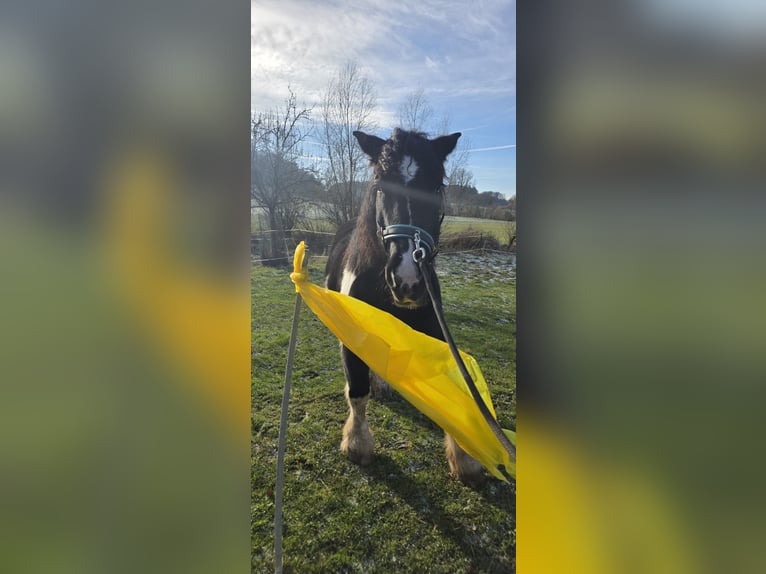 Polacco da Tiro Mix Giumenta 9 Anni 155 cm Pezzato in Nentershausen