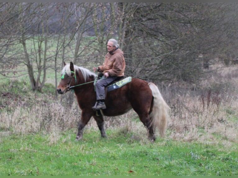 Polacco da Tiro Giumenta 9 Anni 157 cm Sauro in Miehlen