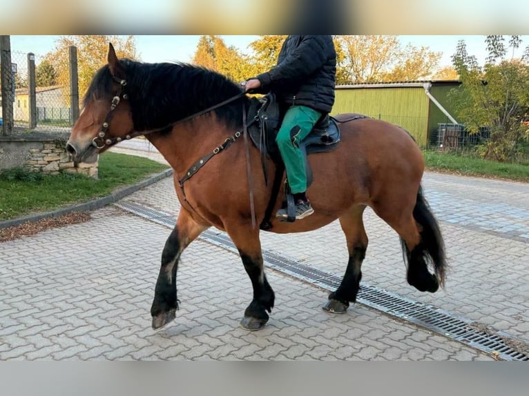 Polacco da Tiro Giumenta 9 Anni 160 cm Baio in Gleina