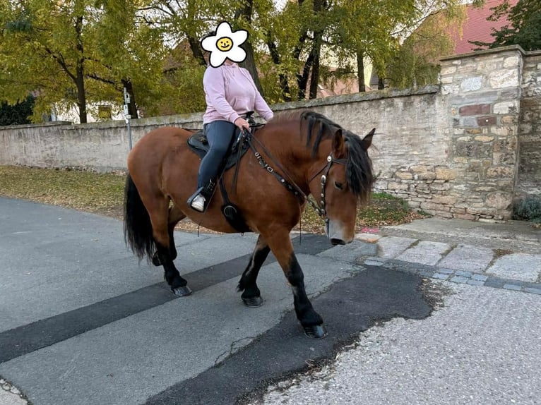 Polacco da Tiro Giumenta 9 Anni 160 cm Baio in Gleina