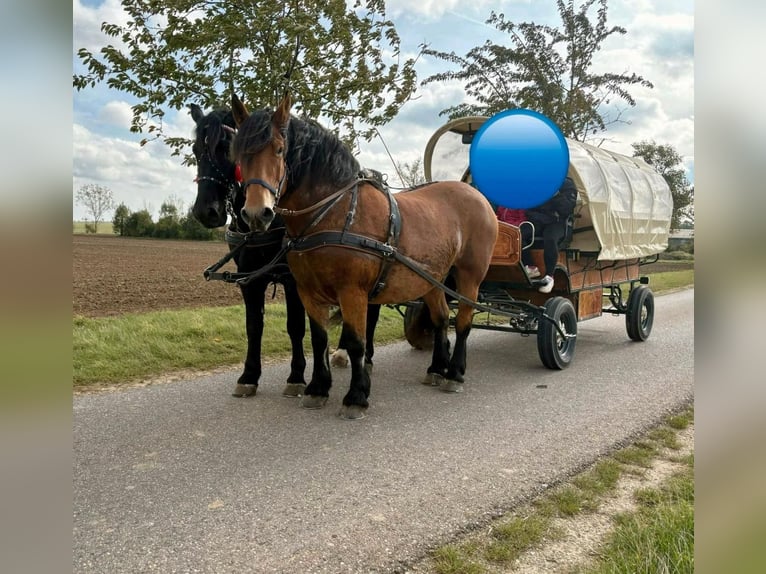 Polacco da Tiro Giumenta 9 Anni 160 cm Baio in Gleina