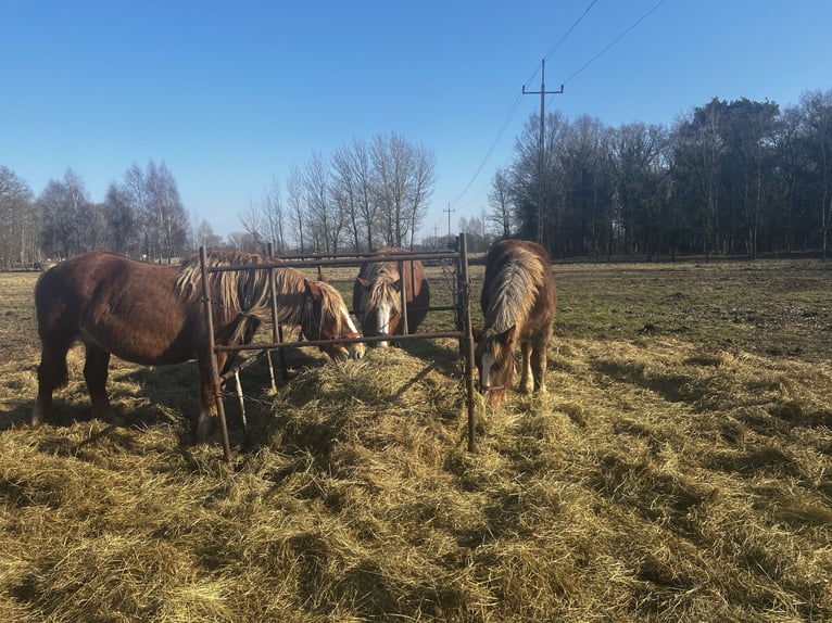 Polacco da Tiro Giumenta 9 Anni 160 cm Baio chiaro in Ahlbeck