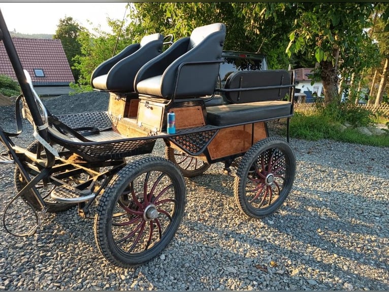 Polacco da Tiro Giumenta 9 Anni 163 cm Baio in Stammbach